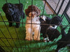 cavoodle puppies