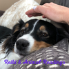 Reiki healing animals