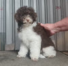 cavoodle puppies