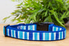 dog collars