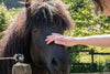 Reiki healing horses